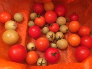 Tomato Ripening