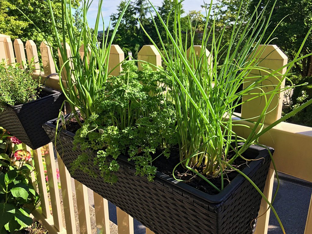 Herb Garden