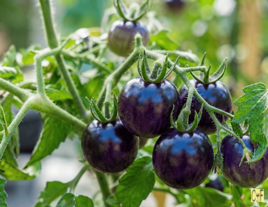 Purple Blue Cherry Tomatoes