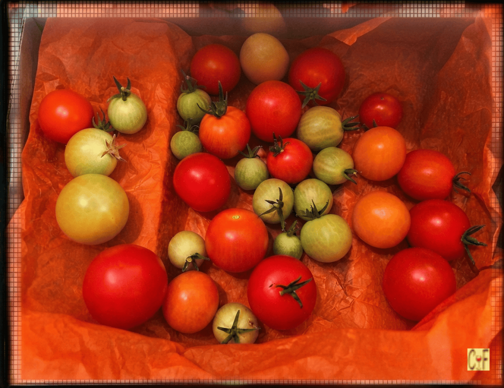Tomato Ripening Trick • Indoors Method